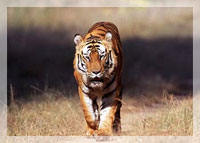 Kanha tigre